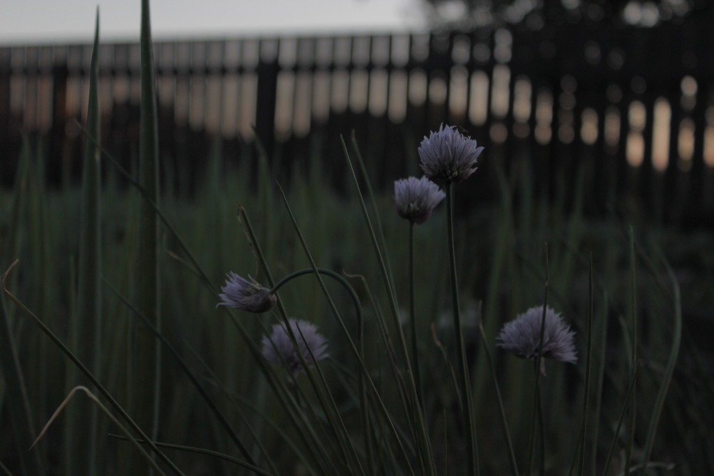 chives