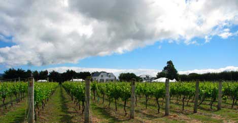 tirohana's martinborough vines