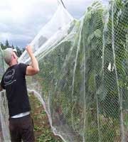vineyard nets
