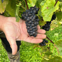Pinot Noir Legacy 2018 Bottle