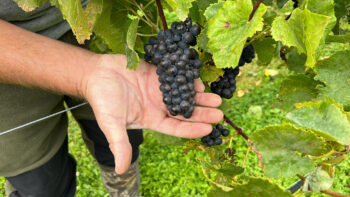 Pinot Noir Legacy 2018 Bottle