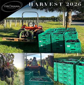 Harvest at Tirohana Estate vineyard winery in Martinborough, 2026 vintage